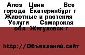 Алоэ › Цена ­ 150 - Все города, Екатеринбург г. Животные и растения » Услуги   . Самарская обл.,Жигулевск г.